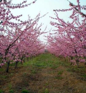 櫻花錦繡公園 櫻花錦繡公園