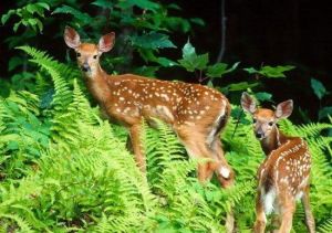 鐵布自然保護區 鐵布自然保護區