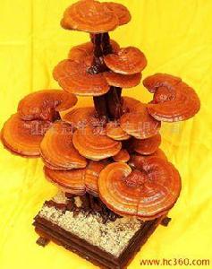 靈芝盆景 靈芝盆景