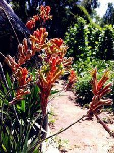 袋鼠爪花 袋鼠爪花