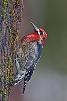 紅胸吸汁啄木鳥