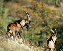 野山羊