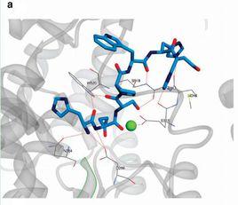 擴展蛋白 擴展蛋白