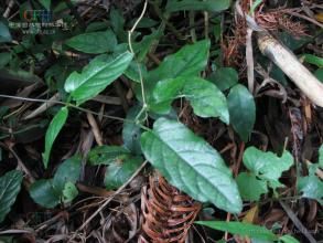 巴戟天組 巴戟天組