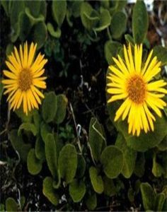 阿爾太多榔菊 阿爾太多榔菊