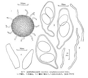 玄參科內絲白粉菌