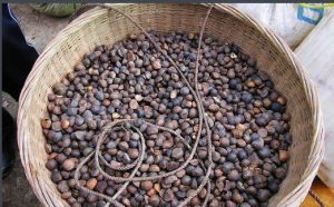 油茶籽油 油茶籽油