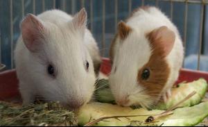 Guinea pig