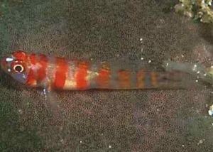 紅斑琉璃蝦虎