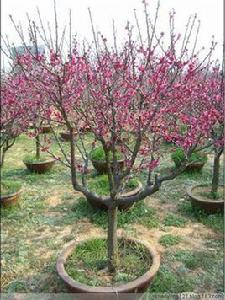 乾枝梅種植栽培技術 乾枝梅種植栽培技術