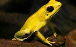 金色箭毒蛙 金色箭毒蛙