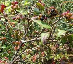 多毛毛萼越桔 多毛毛萼越桔