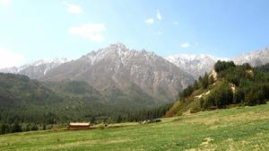 祁連山上的草甸植被