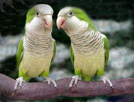 白眼鸚哥 白眼鸚哥