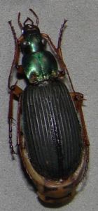 壯大通緣步甲 壯大通緣步甲