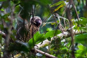 金竹狐猴 金竹狐猴