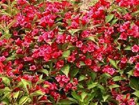 江蘇沭陽遠通苗木園藝場提供錦帶花