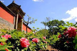 延慶牡丹園 延慶牡丹園