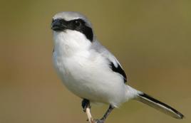 呆頭伯勞 呆頭伯勞