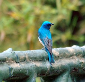 白腹藍姬鶲 白腹藍姬鶲