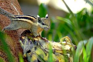 （圖）明紋花松鼠