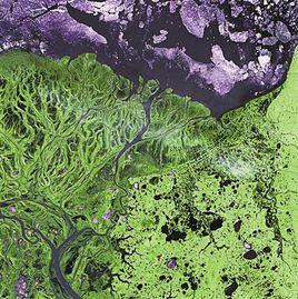 地球上消失的植物 地球上消失的植物