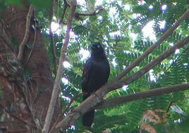 輝麗椋鳥 輝麗椋鳥