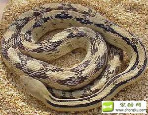 泛克貝斯錦蛇 泛克貝斯錦蛇