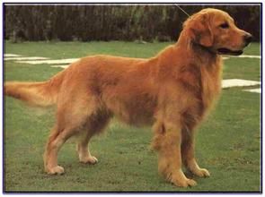 金色獵犬 金色獵犬