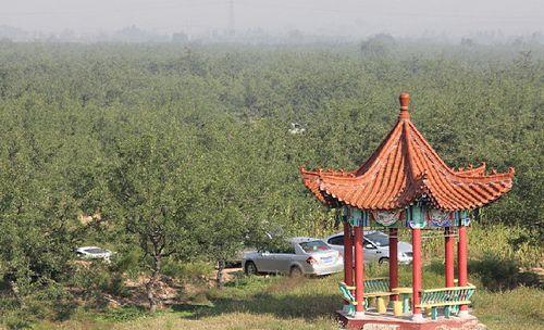 稷山板棗[棗品種]