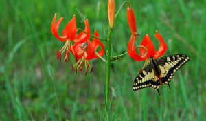 松葉百合 松葉百合