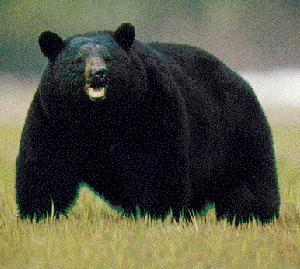 Asian black bear