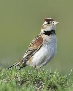 草原歌手 草原歌手