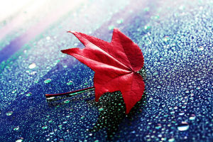 一葉落&middot;一葉落