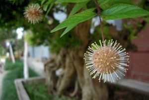 陝南珍稀植物園的花草