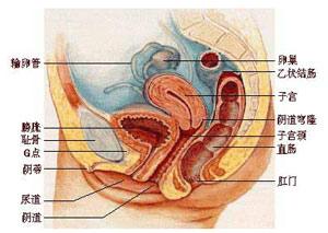 產後子宮復舊不全