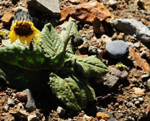 矩葉垂頭菊 矩葉垂頭菊