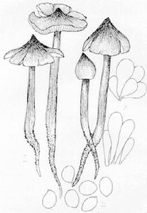 柱狀白蟻傘 柱狀白蟻傘