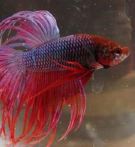 鬥魚[鱸形目絲足鱸科小型魚類]