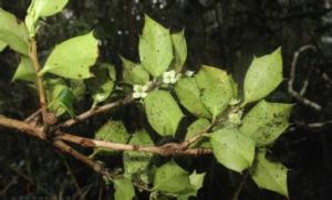 刺卵葉冬青 刺卵葉冬青