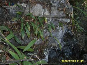 長足石仙桃 長足石仙桃