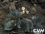 蕺葉秋海棠Begonia limprichtii