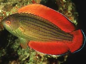 八線副唇魚 八線副唇魚