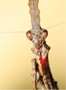 中華屏頂螳 中華屏頂螳