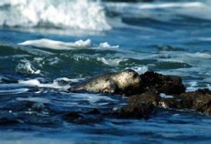 遼寧大連國家級斑海豹自然保護區 遼寧大連國家級斑海豹自然保護區