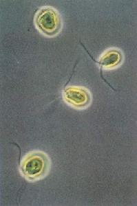 （圖）綠藻的細胞分裂