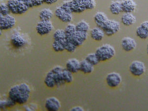 微生物資源 微生物資源