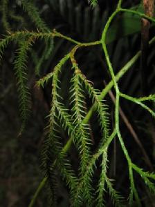 藤石松屬 藤石松屬