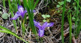 白花紫苞鳶尾 白花紫苞鳶尾