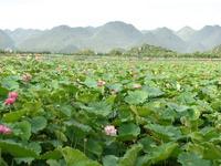 湖北省黃岡市蘄春縣彭思鎮鄭崗村